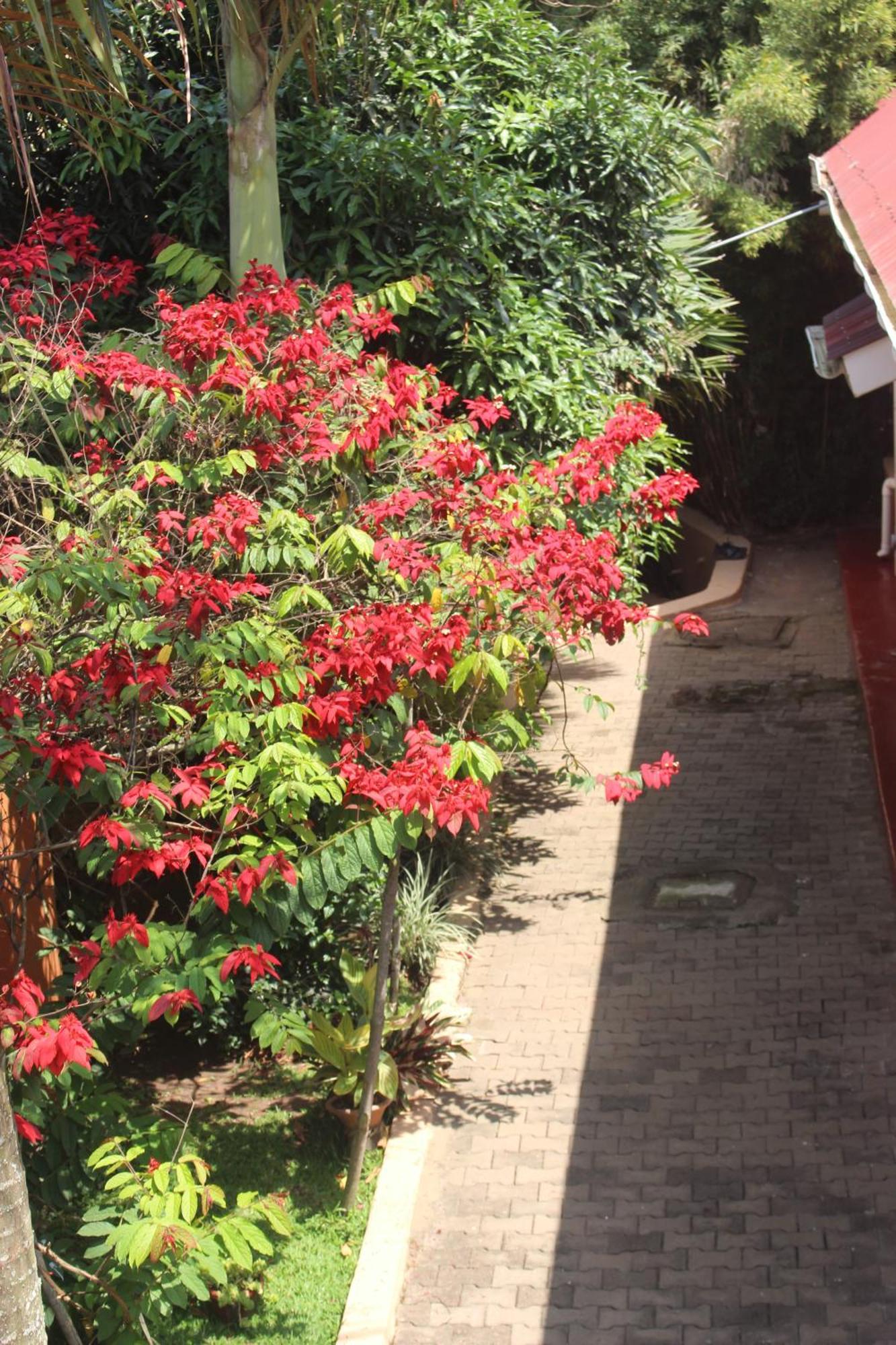 Montane Safaris Hotel Fort Portal Εξωτερικό φωτογραφία